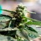 Семена конопли для новичков Critical feminised Ganja Seeds