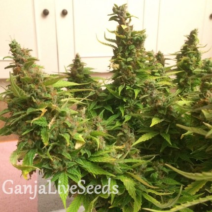 Auto Blue Diesel feminised GanjaLiveSeeds