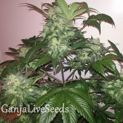 Auto Blue Diesel feminised GanjaLiveSeeds