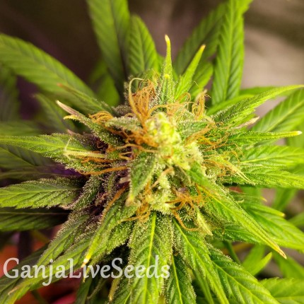 Auto Black Domina feminised Ganja Seeds