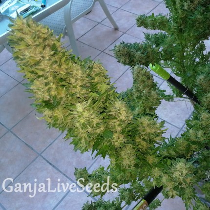 Auto Black Domina feminised Ganja Seeds