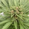 купить семенам конопли Auto Fat Banana feminised Ganja Seeds