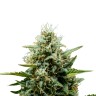 семена конопли почтой Auto Fat Banana feminised Ganja Seeds