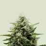 магазин семян конопли Auto Fat Banana feminised Ganja Seeds