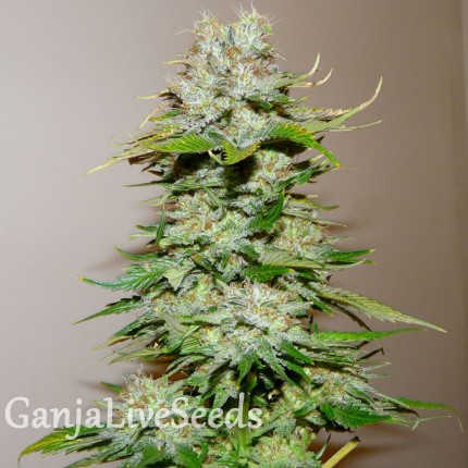 Big Bang feminised Ganja Seeds