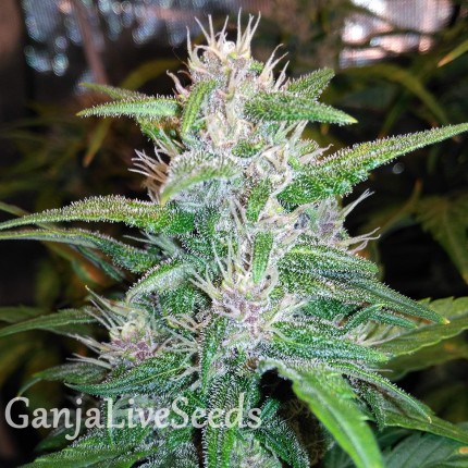 Auto Red Poison feminised GanjaLiveSeeds