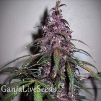Auto Bloody Skunk feminised GanjaLiveSeeds