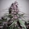 Семена марихуаны Auto Bloody Skunk feminised GanjaLiveSeeds