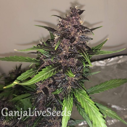 Auto Bloody Skunk feminised GanjaLiveSeeds