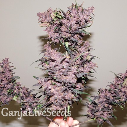 Auto Bloody Skunk feminised GanjaLiveSeeds