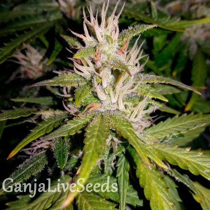 Auto Royal AK feminised GanjaLiveSeeds