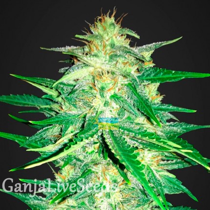 Auto Royal AK feminised GanjaLiveSeeds