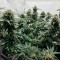 Качественные семена каннабиса Auto Royal AK feminised GanjaLiveSeeds