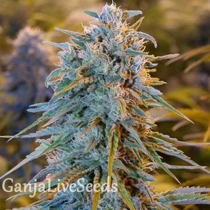 Auto Blue Dream feminised GanjaLiveSeeds