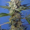 заказать семена конопли Crystal Candy feminised Ganja Seeds Fast Version