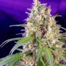 семена конопли наложенным Crystal Candy feminised Ganja Seeds Fast Version