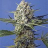 сайт семян конопли Crystal Candy feminised Ganja Seeds Fast Version