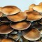 заказ оттиск псилоцибиновых грибов Thai  Украина