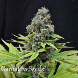 Auto S.A.D. (Sweet Afgani Delicious) feminised GanjaLiveSeeds