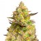 Семена марихуаны Auto Big Devil XL feminised Ganja Seeds