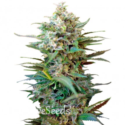 Auto Big Devil XL feminised Ganja Seeds