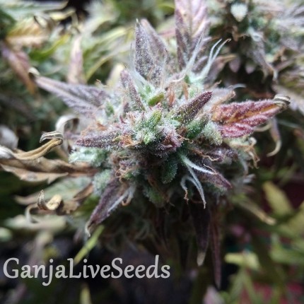 Auto Blueberry Bliss feminised GanjaLiveSeeds