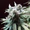 Недорогие семена марихуаны Auto Blueberry Bliss feminised GanjaLiveSeeds