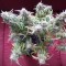 Качественные семена марихуаны Auto Blueberry Bliss feminised GanjaLiveSeeds