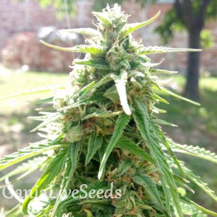 Eleven Roses feminised GanjaLiveSeeds Fast Version