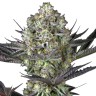 где купить семена конопли Do-Si-Dos feminised Ganja Seeds