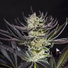 дешевые семена конопли Do-Si-Dos feminised Ganja Seeds