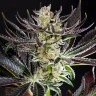 семена конопли цена Do-Si-Dos feminised Ganja Seeds