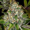 лучшие семена конопли Do-Si-Dos feminised Ganja Seeds