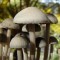 купить взвесь псилоцибиновых грибов Panaeolus Tropicalis в Украине