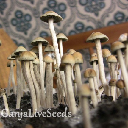 Panaeolus Tropicalis