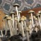 купить споры псилоцибиновых грибов Panaeolus Tropicalis