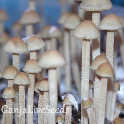 Panaeolus Tropicalis