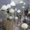 купить качественные споры псилоцибиновых грибов Panaeolus Tropicalis