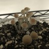 заказать оттиск псилоцибиновых грибов Panaeolus Tropicalis