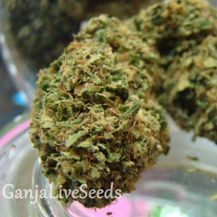 Auto Hindu Kush feminised GanjaLiveSeeds