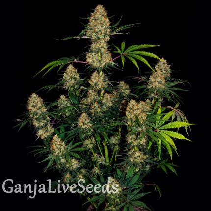 Auto Hindu Kush feminised GanjaLiveSeeds