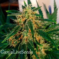 Auto Think Big feminised GanjaLiveSeeds