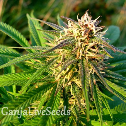 Auto Blueberry x Blue Mystic feminised GanjaLiveSeeds