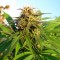 Заказать семена конопли Auto Blueberry x Blue Mystic feminised GanjaLiveSeeds