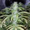Недорогие семена марихуаны Auto Blueberry x Blue Mystic feminised GanjaLiveSeeds