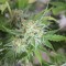 Семена марихуаны в России Vertigo feminised Ganja Seeds