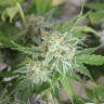 Качественные семена марихуаны Vertigo feminised Ganja Seeds