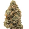 семена конопли наложенным платежом Holy Grail feminised Ganja Seeds