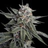 семена конопли недорого Holy Grail feminised Ganja Seeds