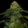 интернет магазин семян конопли Holy Grail feminised Ganja Seeds